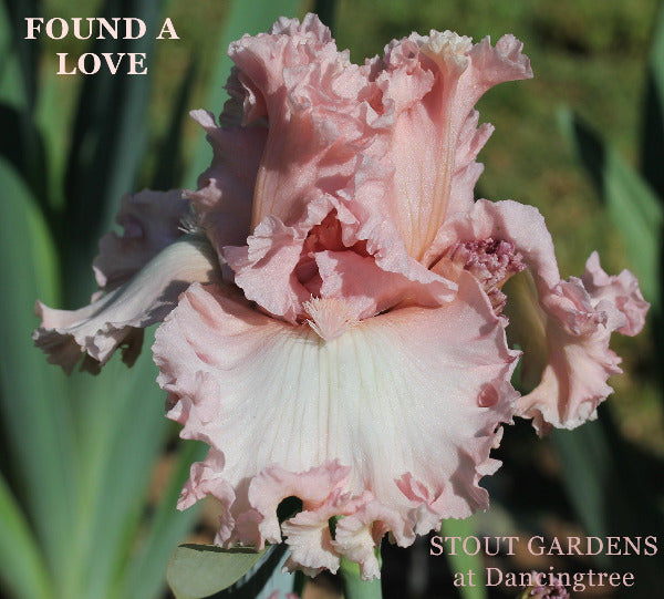 Close-up of the pink tall bearded iris 'Found A Love' at 'Stout Gardens At Dancingtree'.