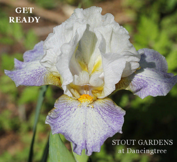 White and purple plicata standard dwarf bearded iris 'Get Ready' available at 'Stout Gardens at Dancingtree'.