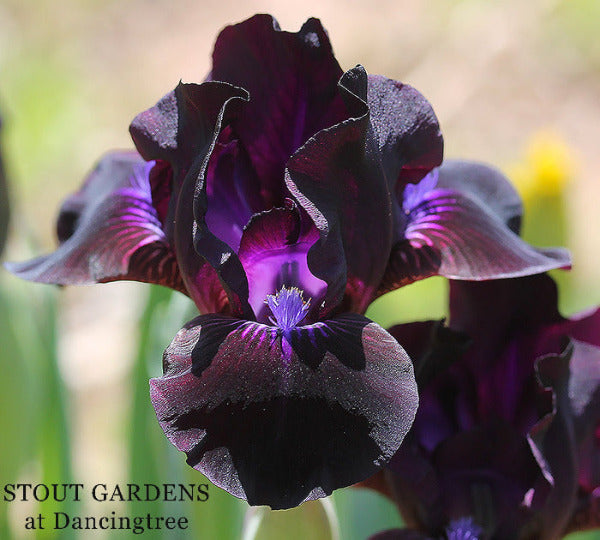 A close-up image of a dark violet to black standard dwarf bearded Iris flower 'Goth' by Hugh Stout Jr. available at 'Stout Gardens at Dancingtree'.
