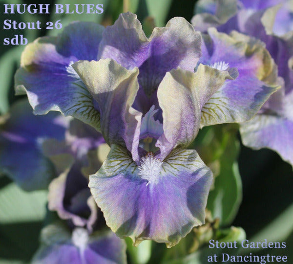 Close-up of a yellow and blue standard dwarf bearded iris flower 'HUGH BLUES' by Hugh Stout Jr. growing at 'Stout Gardens at Dancingtree'.