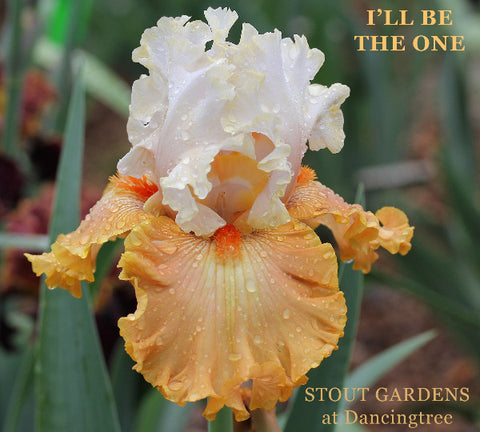 Iris I'll Be The One