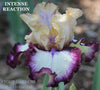 Tall bearded iris flower 'Intense Reaction' with purple, white, and yellow plicata patterned petals at 'Stout Gardens at Dancingtree'. 