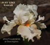Light pink peach tall bearded iris flower with text 'Just Like Sarah' at 'Stout Gardens at Dancingtree' on a blurred background
