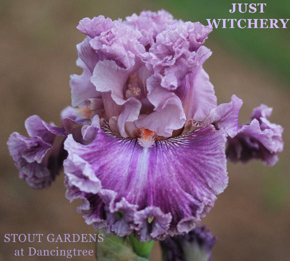 Close-up of a heavily ruffled purple tall bearded iris named  'Just Witchery' at 'Stout Gardens At Dancingtree'.