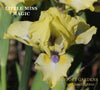 A close-up of 'Little Miss Magic' standard dwarf bearded iris flower, yellow petals and blue-green beards, available at 'Stout Gardens at Dancingtree'.