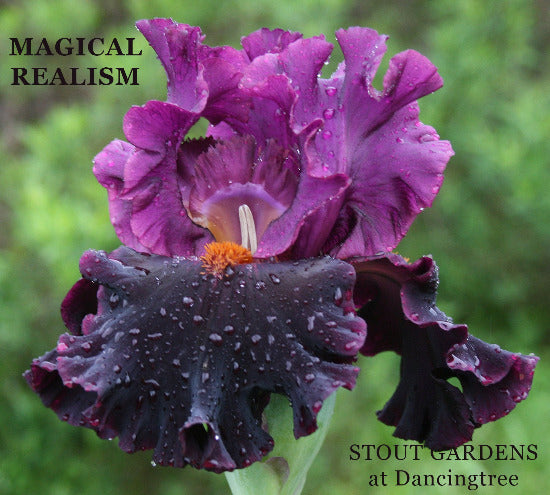 Purple and black flower 'Magical Realism' with raindrops on a blurred green background at 'Stout Gardens at Dancingtree'.