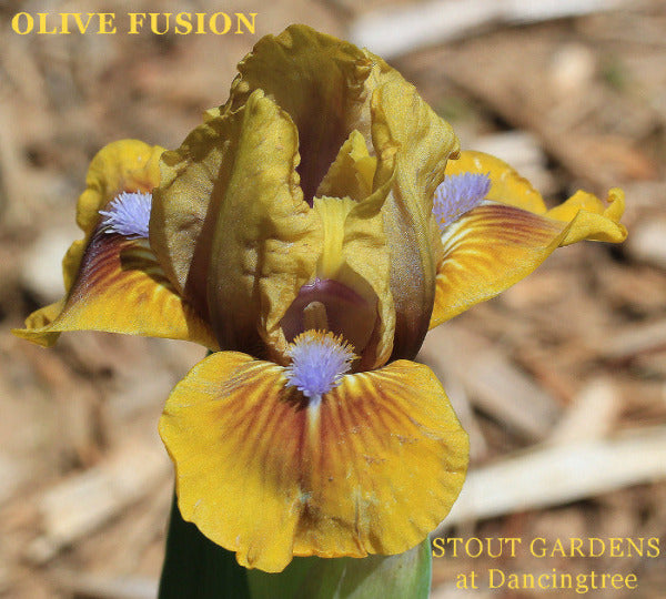 Yellow and brown standard dwarf bearded iris, 'Olive Fusion', available from 'Stout Gardens at Dancingtree'.