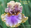Colorful tall bearded iris flower with 'Parade of Stars' text and 'Stout Gardens at Dancingtree' branding.