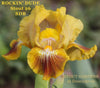 Yellow and purple luminata plicata standard dwarf bearded iris flower, 'Rockin' Dude' by Hugh Stout Jr. available from 'Stout Gardens at Dancingtree'.