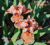 Clump of a pink standard dwarf bearded iris flower, 'Roserock' available from 'Stout Gardens at Dancingtree'.
