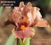 Close-up of a pink standard dwarf bearded iris flower, 'Roserock' available from 'Stout Gardens at Dancingtree'.