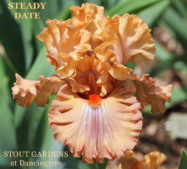 Close-up of the tall bearded iris, 'Steady Date', displaying ruffled peach orange to purple flower at 'Stout Gardens At Dancingtree'.