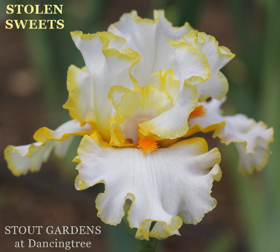 White and yellow tall bearded iris flower with 'Stolen Sweets' text and 'Stout Gardens at Dancingtree' branding.