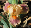 The standard dwarf bearded iris, 'I Gotta Fever' is shown from 2026 at Stout Gardens At Dancingtree.