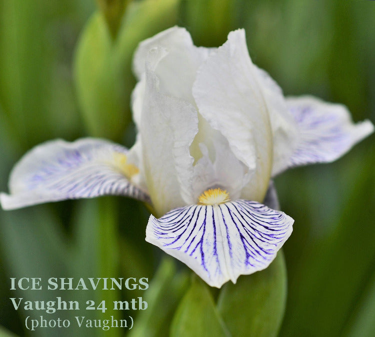 Iris Ice Shavings