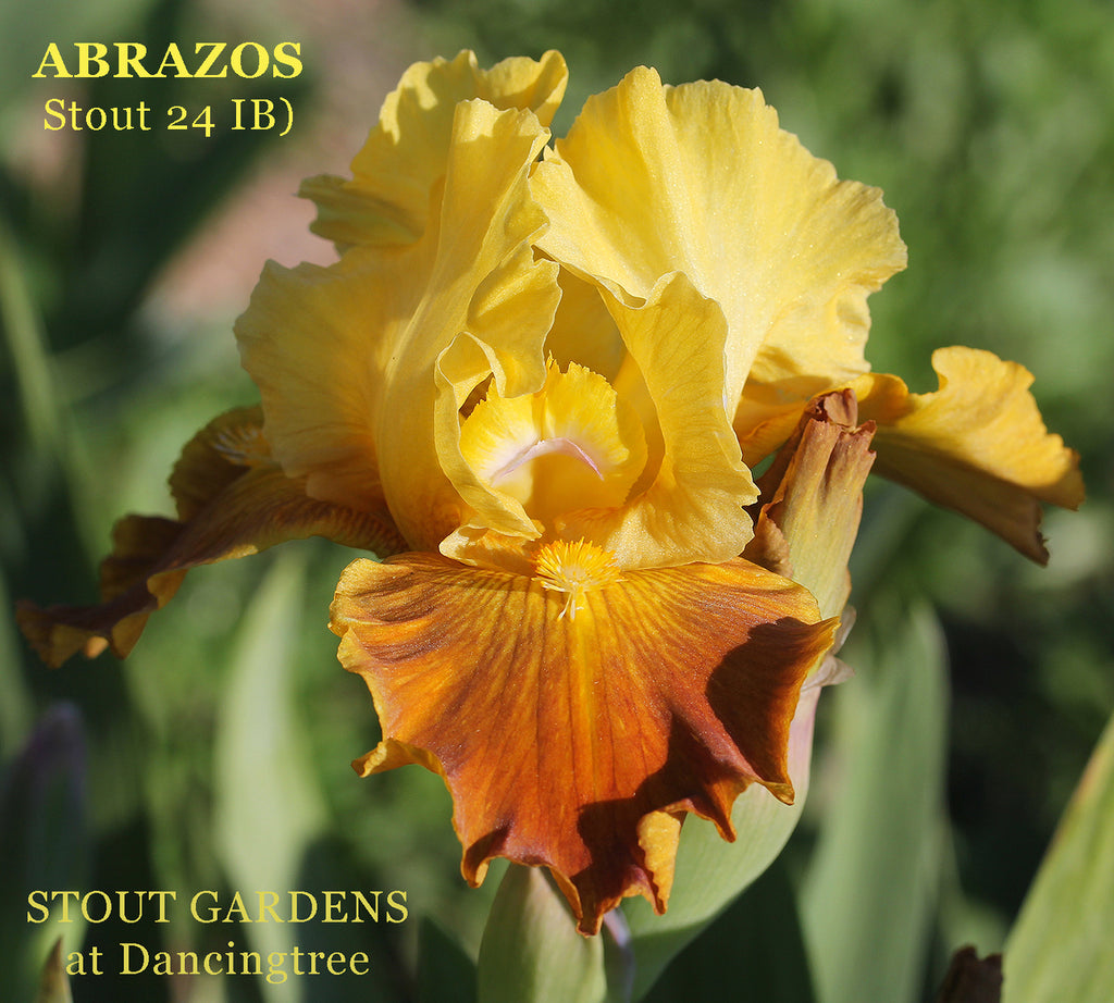 Yellow and brown intermediate bearded iris flower with 'Abrazos' by Stout 24 at 'Stout Gardens at Dancingtree'. 