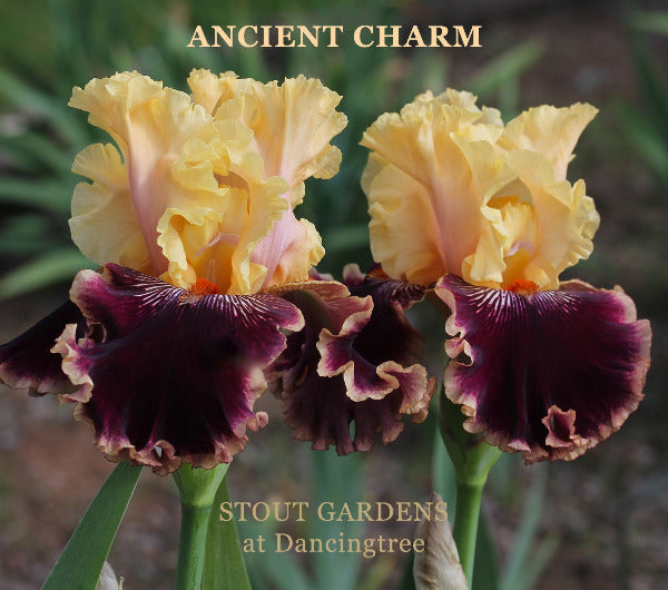 Tall bearded iris 'Ancient Charm' showing two ruffled yellow and dark red purple flowers at 'Stout Gardens at Dancingtree'.