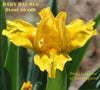 A 'space aged' standard dwarf bearded iris 'Baby Bauble' by Hugh Stout Jr. a space age yellow at 'Stout Gardens at Dancingtree'