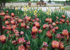 Tall bearded iris 'Backdraft' by Hugh Stout Jr. with dark red and pink flowers in a field at Stout Gardens at Dancingtree.