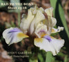 Iris Bad To The Bone 
