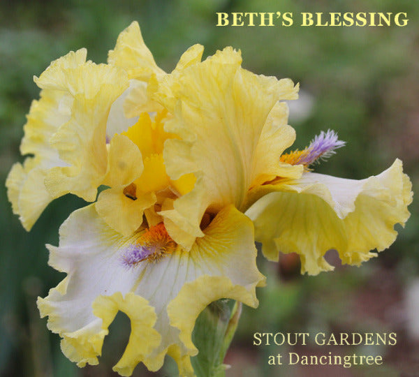 Yellow and white tall bearded iris flower with 'Beth's Blessing' text and 'Stout Gardens at Dancingtree' branding.