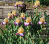 A clump of yellow, purple and white tall bearded iris 'Be Original' at Stout Gardens at Dancingtree. 