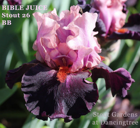 2026 Border Bearded Iris Collection