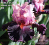 Pink and black Border Bearded iris 'Bible Juice' by Hugh Stout Jr. available at 'Stout Gardens at Dancingtree'.