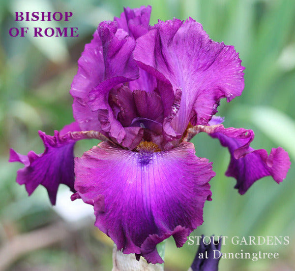 A close-up image of 'Bishop Of Rome' a tall bearded iris that shows purple flower with violet and darker medium violet down centers, displayed in a garden setting  at 'Stout Gardens At Dancingtree'..