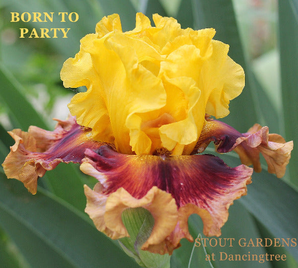 A yellow and reddish purple tall bearded iris flower titled 'Born To Party' at 'Stout Gardens at Dancingtree'.