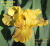 Yellow 'SPACE AGED' standard dwarf bearded iris 'BOSS BABY' by Hugh Stout Jr. available at 'STOUT GARDENS AT DANCINGTREE'