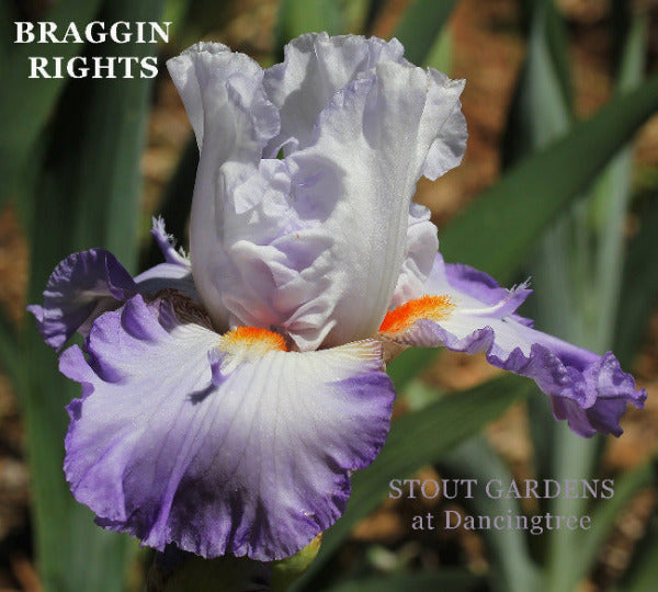 A close-up image of a tall bearded iris flower with white and purple petals, labeled 'BRAGGIN RIGHTS' at 'STOUT GARDENS AT DANCINGTREE'.