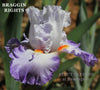 A close-up image of a tall bearded iris flower with white and purple petals, labeled 'BRAGGIN RIGHTS' at 'STOUT GARDENS AT DANCINGTREE'.