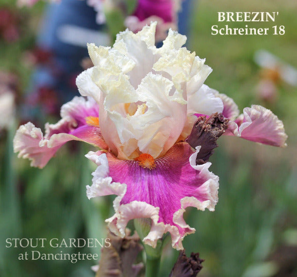 Colorful white and raspberry red flower named 'BREEZIN' at 'STOUT GARDENS at Dancingtree'.