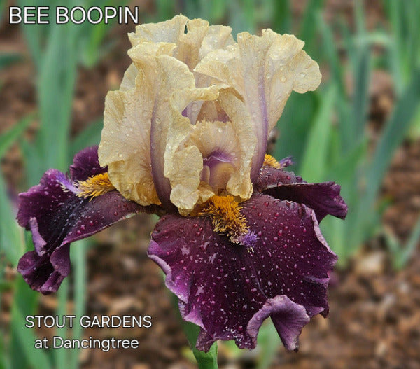 Purple and yellow bi-color tall bearded iris flower, 'Bee Boopin', at 'Stout Gardens at Dancingtree'.