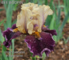 Purple and yellow bi-color tall bearded iris flower, 'Bee Boopin', at 'Stout Gardens at Dancingtree'.