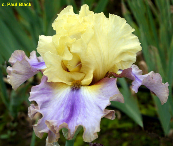 Tall bearded iris 'Bright Within' shown with yellow and purple flower with blurred green background