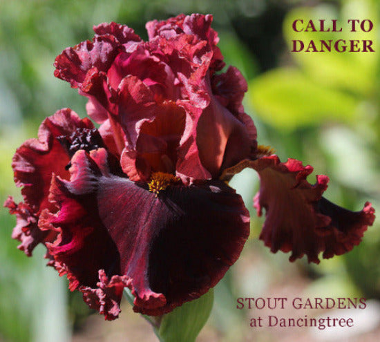 A tall bearded iris with rich ruby and burgundy colors on the petals, with the name 'Call To Danger' at 'Stout Gardens at Dancingtree'