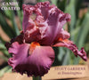 A close-up image of 'Candy Coated', a pink and cream tall bearded iris flower at 'Stout Gardens at Dancingtree'.
