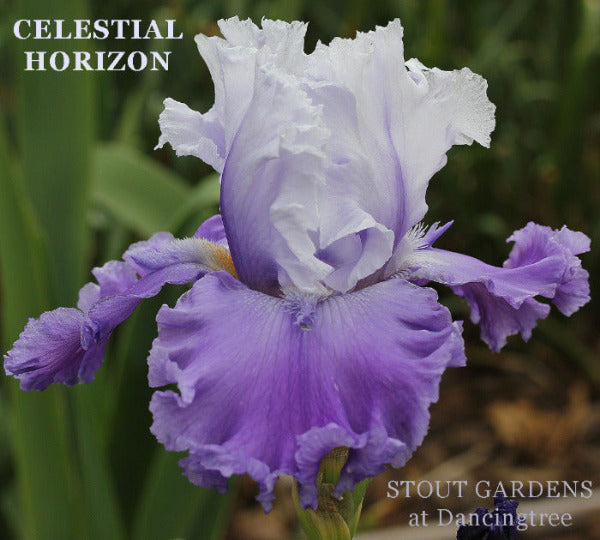 Two toned purple tall bearded iris flower named 'Celestial Horizon' at 'Stout Gardens at Dancingtree', showing it's.space-age horns.