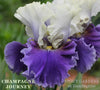 A champagne yellow over purple bi-color tall bearded iris called 'Champagne Journey'  at 'Stout Gardens at Dancingtree'.