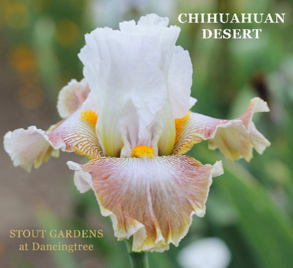 White and pink tall bearded iris flower 'Chihuahuan Desert' at 'Stout Gardens at Dancingtree'.