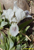 White Miniature dwarf bearded iris with faint purple spot 'Child of Selardi' available at 'Stout Gardens at Dancingtree'.