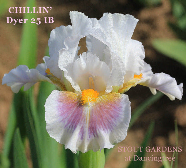 An image of the white and purple intermediate bearded iris called 'Chillin' available at 'Stout Gardens at Dancingtree'.
