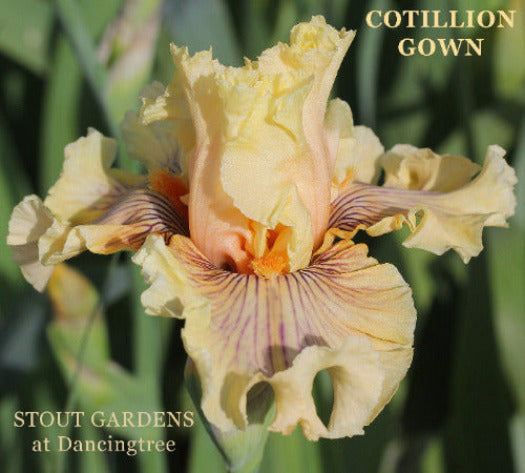 Tall bearded iris 'Cotillion Gown' shown with light orange flower veined in purple  at 'Stout Gardens at Dancingtree'.
