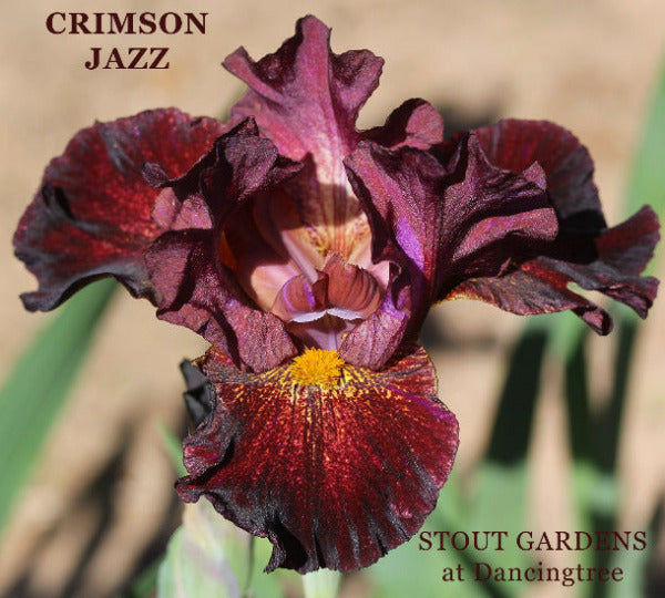 Dark purple intermediate bearded iris flower named 'Crimson Jazz' available at 'Stout Gardens at Dancingtree'.