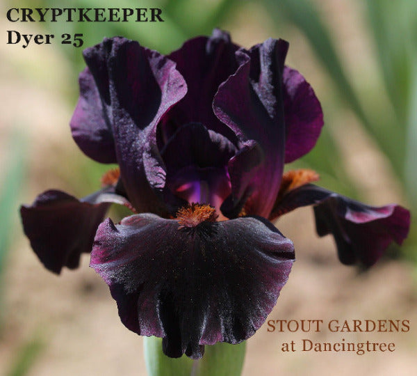 Black and purple intermediate bearded iris flower named 'Cryptkeeper' in the garden at 'Stout Gardens at Dancingtree'.
