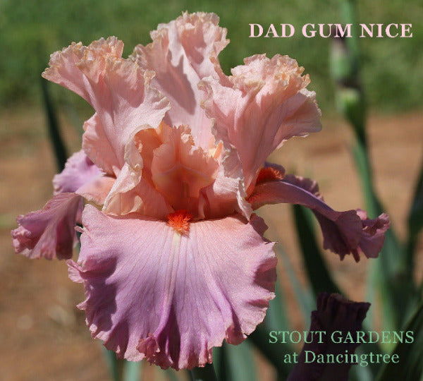 Pink and purple tall bearded iris flower 'Dad Gum Nice' at 'Stout Gardens at Dancingtree'.