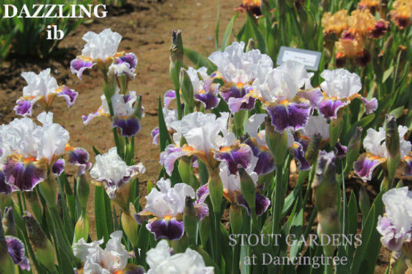 A clump of white and purple intermediate bearded irises named 'Dazzling' available at  'Stout Gardens at Dancingtree'.