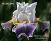 White and purple intermediate bearded irises named 'Dazzling' available at  'Stout Gardens at Dancingtree'.